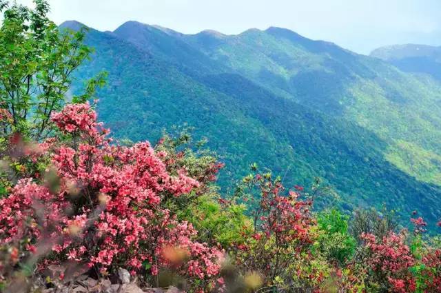 3月中旬從化通天蠟燭山將迎來最美杜鵑花海