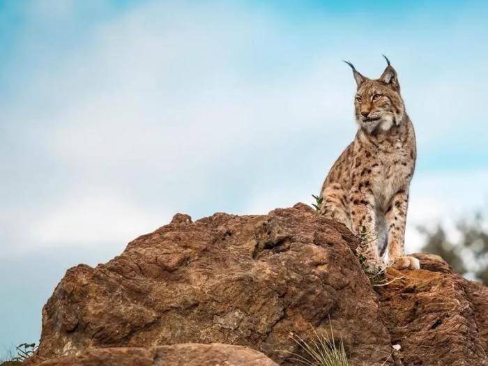 35种代表各国国家的动物这些国兽你都知道吗