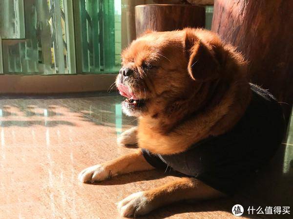 原来只是个狗主2020喂狗历程