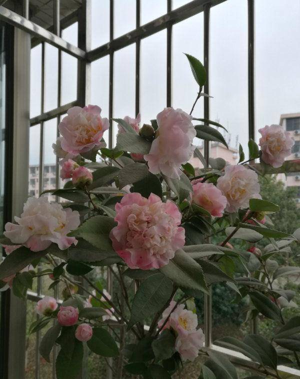 颜值超高的花卉 一年四季花开不停 阳台开成花海 漂亮好养 花朵