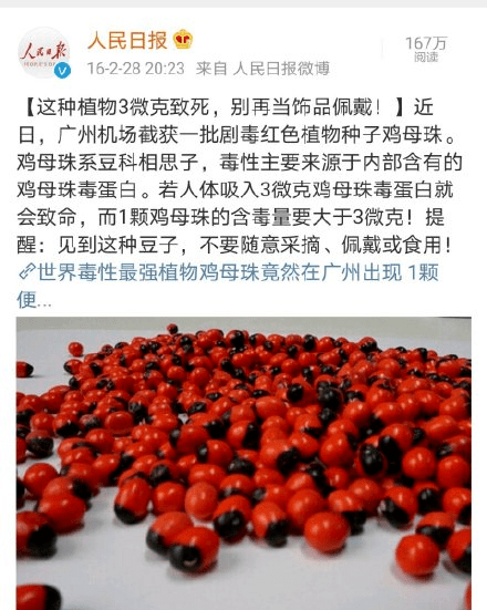 如果吸入了鸡母珠粉尘,中毒后会出现呼吸困难,发烧,恶心和肺积水等
