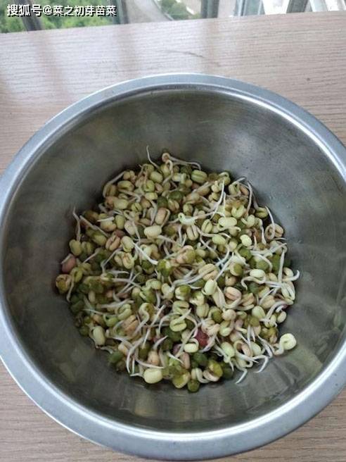 豆芽怎么发最快又好