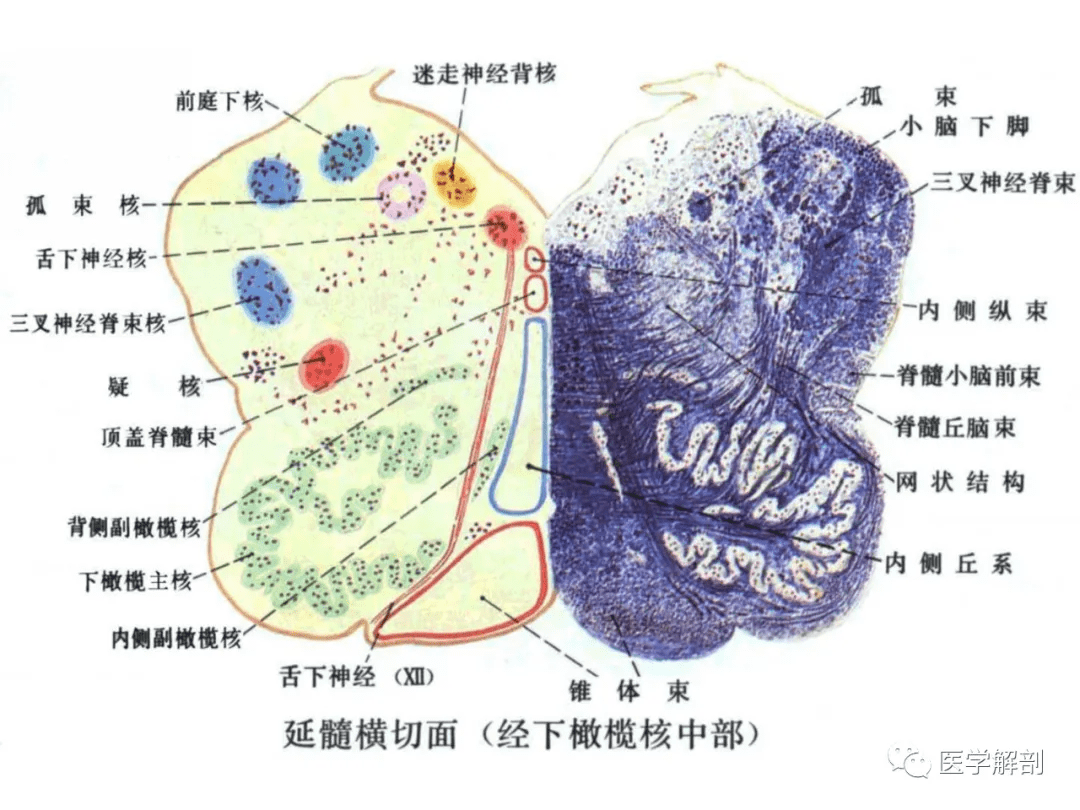 球形锁舌头内部结构图 搜狗图片搜索