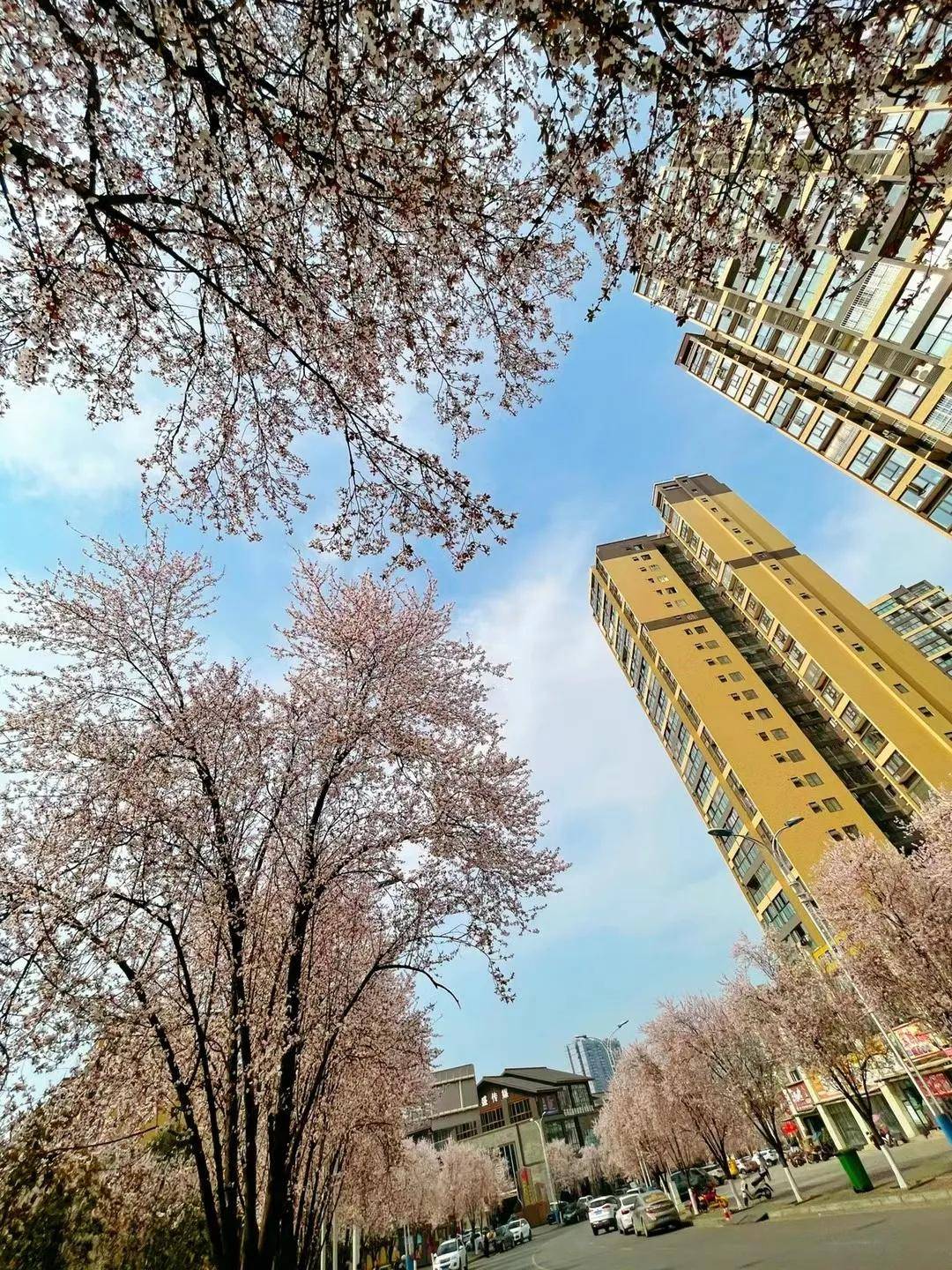 苍溪梨乡大地百花开姹紫嫣红待君来