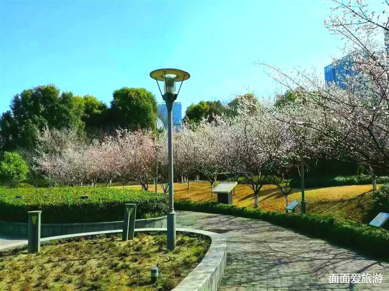 又到一年赏花季，宜昌滨江公园的花开啦，0元免费游玩