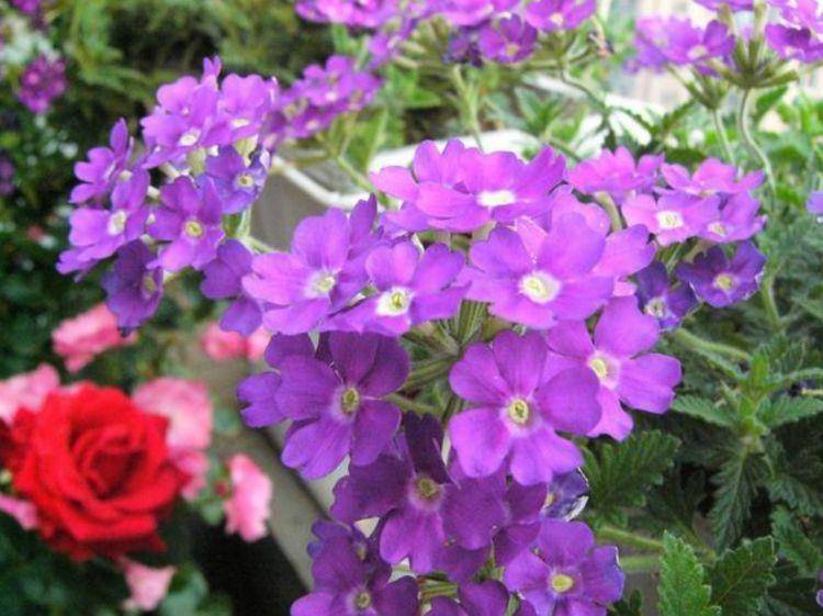 4种花适合夏天养 开花爆盆花期长 家里变成一片花海 杜鹃花