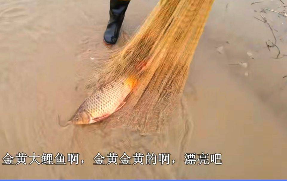 鱼用鳃呼吸 会有鼻孔吗 一般都有两个 但黄河鲤鱼长了4个鼻孔 鼻子