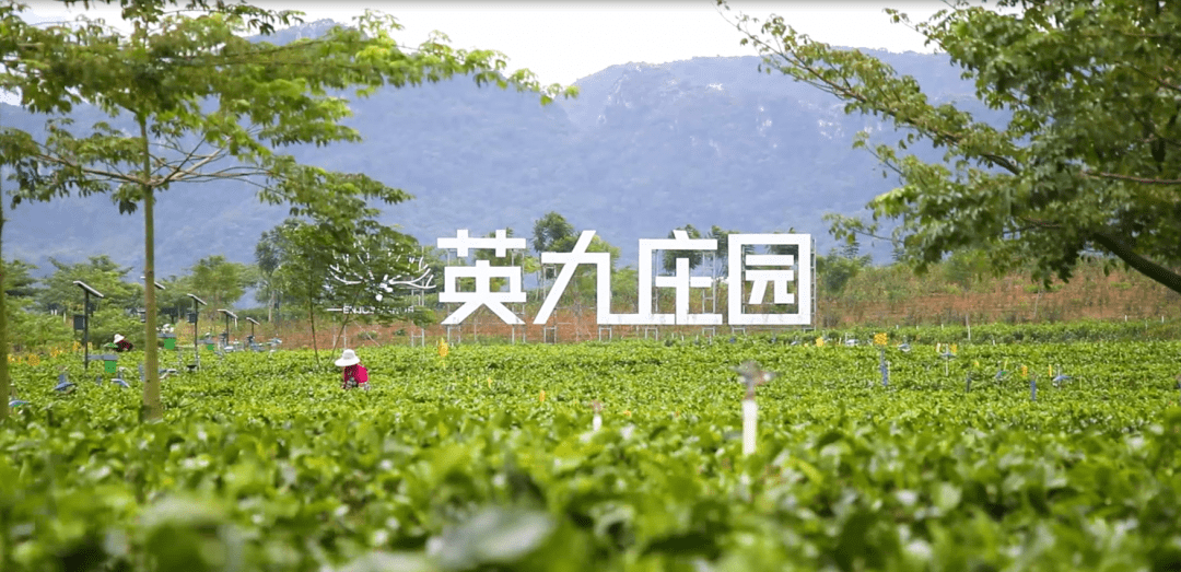 最先进的红茶自动化生产线--英九庄园