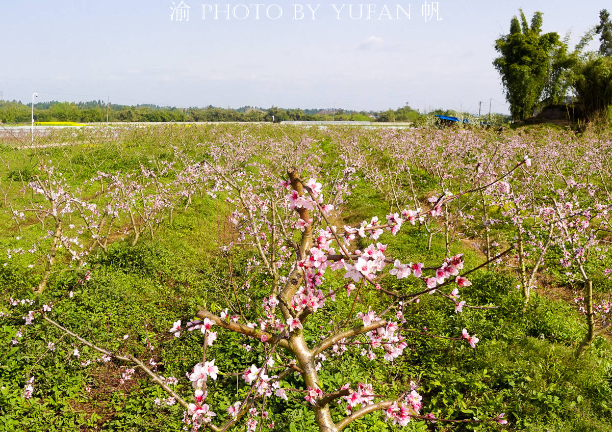 潼南赏花地图：郭坡村的桃花开了，工作人员却说桃子熟了来随便吃