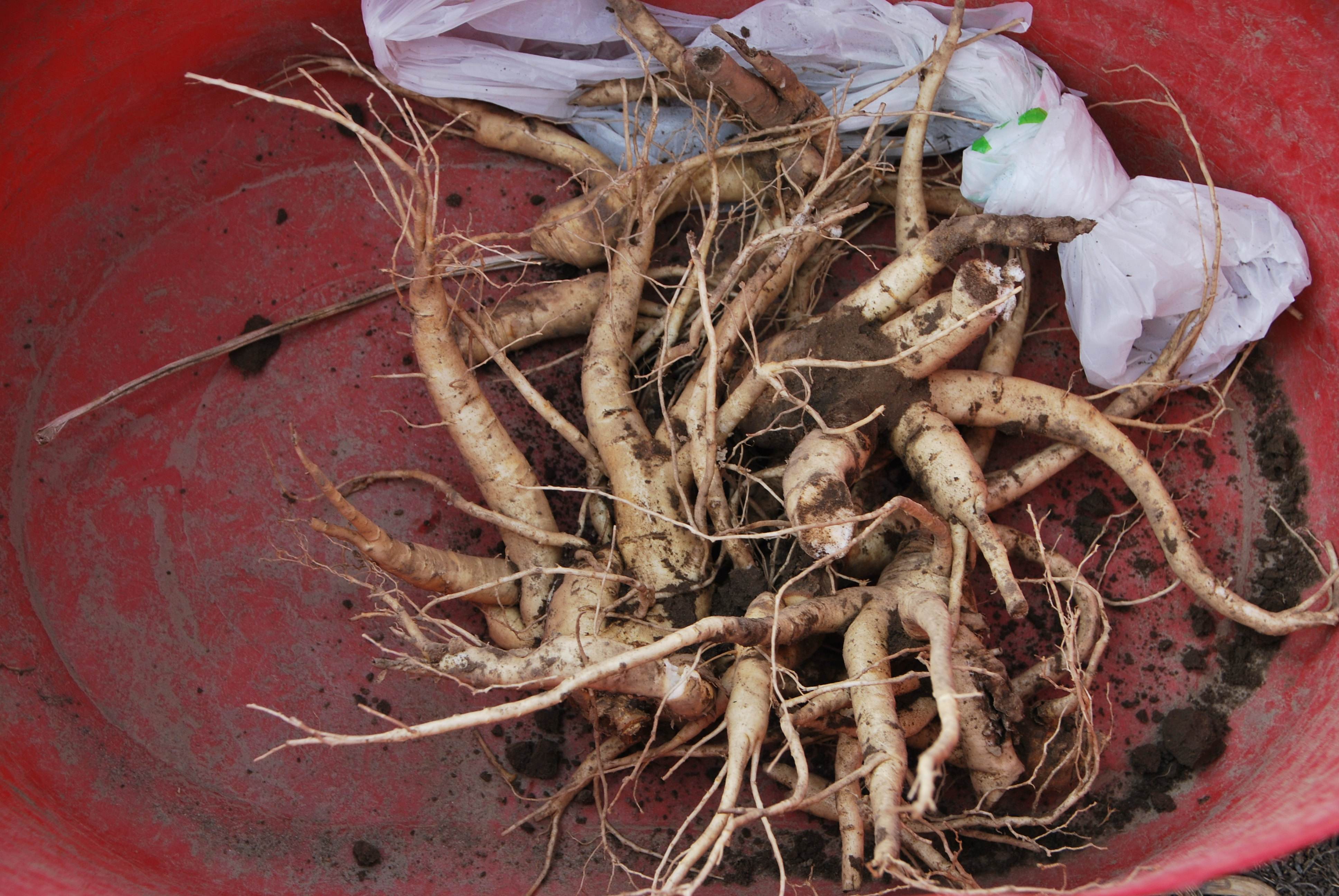 怎么种西洋参最好 8f5c24da90834f539e94dd42cc62f99c.jpeg