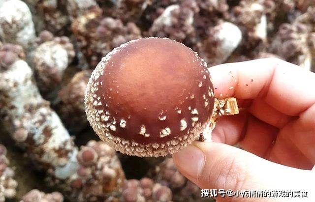 如何保存香菇最新方法 d26d82806c5243f29add0dd697670e60.jpeg
