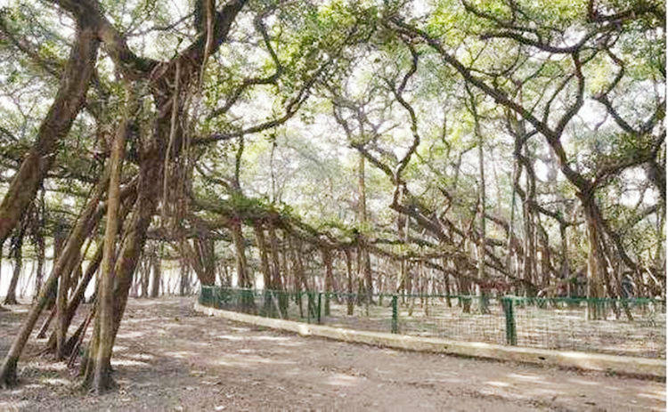 世界上最大的一棵树，占地15000平方米，做到了“独木成林”！