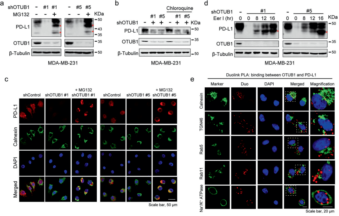celldeathdiffer∣去泛素化酶otub1调控pdl1稳定性和肿瘤免疫逃逸的