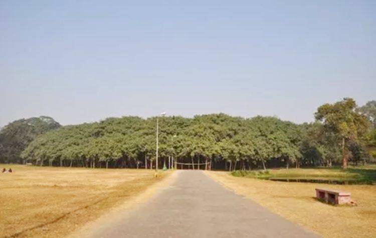 世界上最大的一棵树，占地15000平方米，做到了“独木成林”！