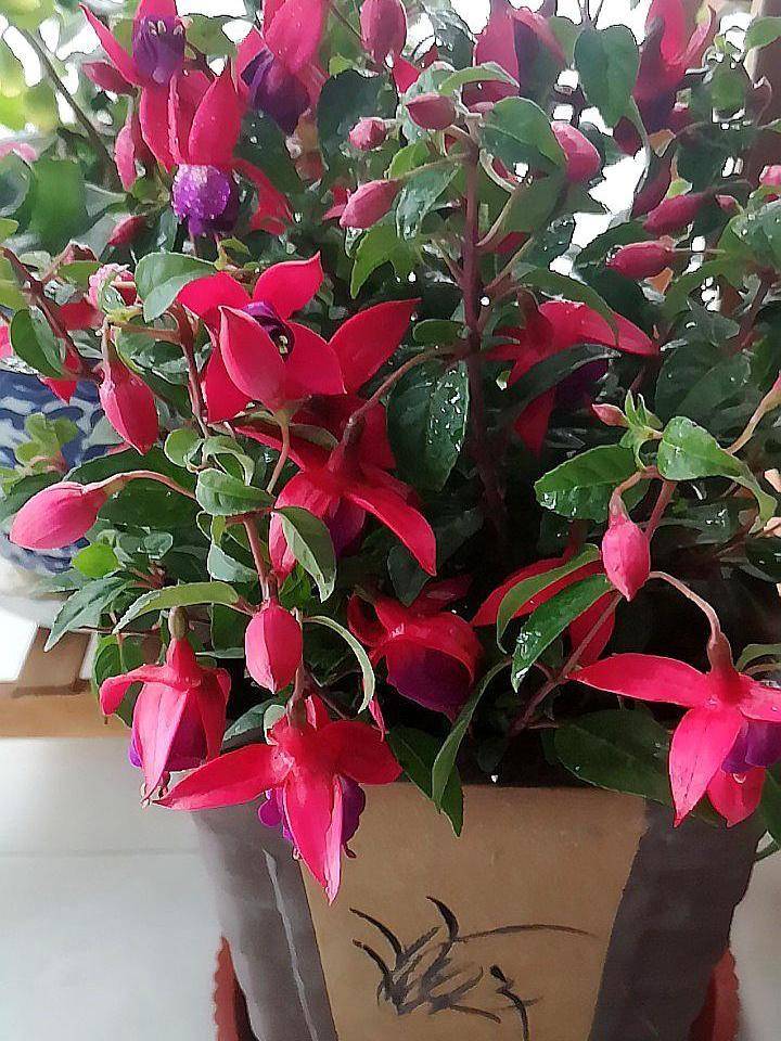 各种各样的最漂亮的灯笼花 6b0ad82c4f034b96a64fab8292a66dd3.jpeg