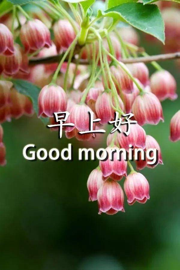 原创朋友圈超温馨早安祝福语短信大全 问候早上好表情图片大全