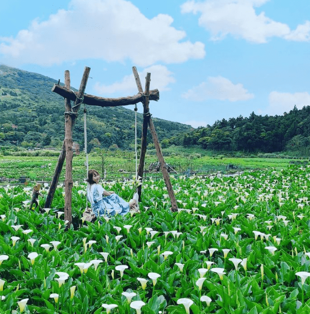 21阳明山海芋季准备开跑 7家超美海芋田公开 洁白花海 白烟袅袅美如仙境 园区