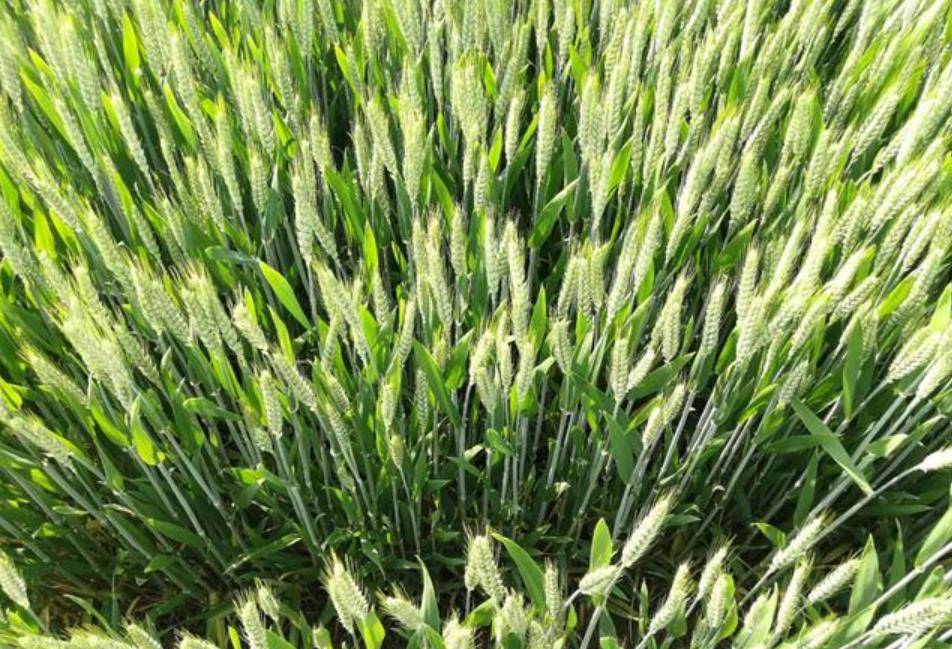 小麦返青拔节期长势差1个简单叶面肥配方叶片复绿快成大穗