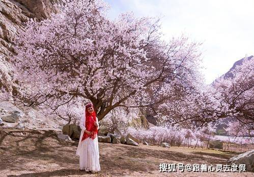 阳春三月，北方一小县城杏花怒放，被誉为最美杏花村和中国最牛县
