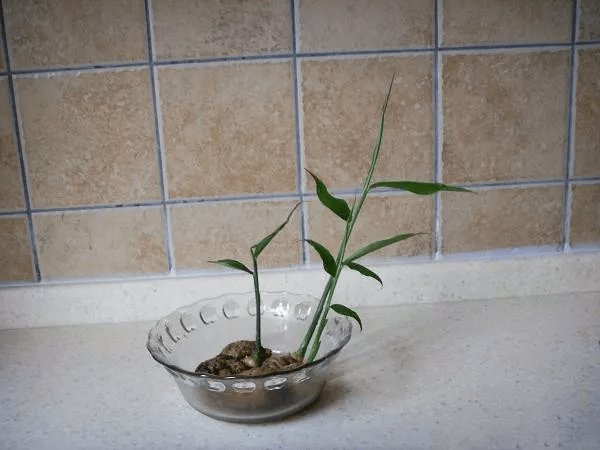 龟背竹水培好还是盆栽好 d1f0778b8ee64db3a8fcc704ce8b34f9.png