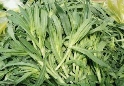 长得像面条,若麦田见到了,不要喷农药,它的价值高,3月吃最鲜_麦地