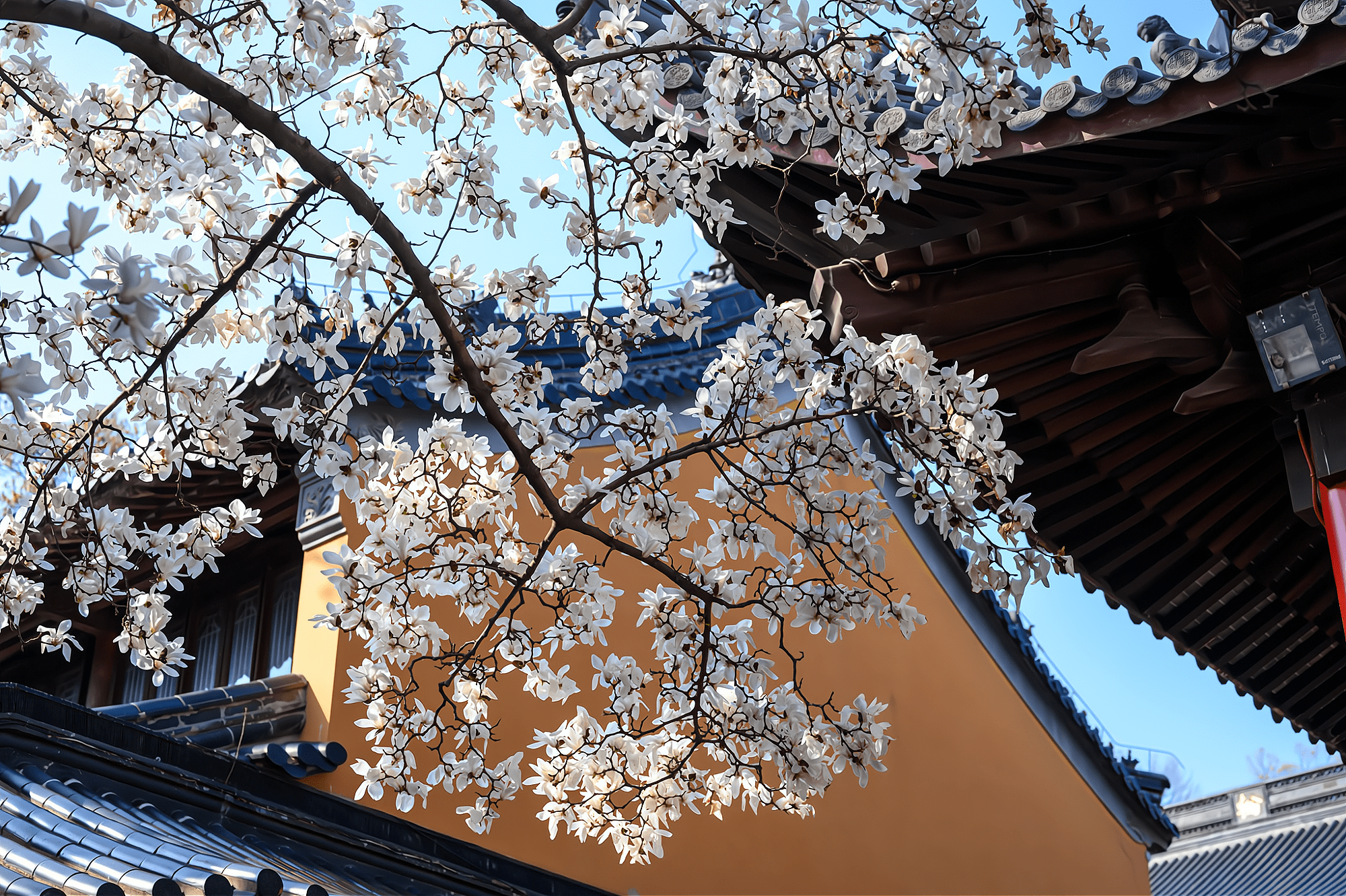 南京这座千年古刹，每年三月玉兰花盛放，景色秀美禅意十足