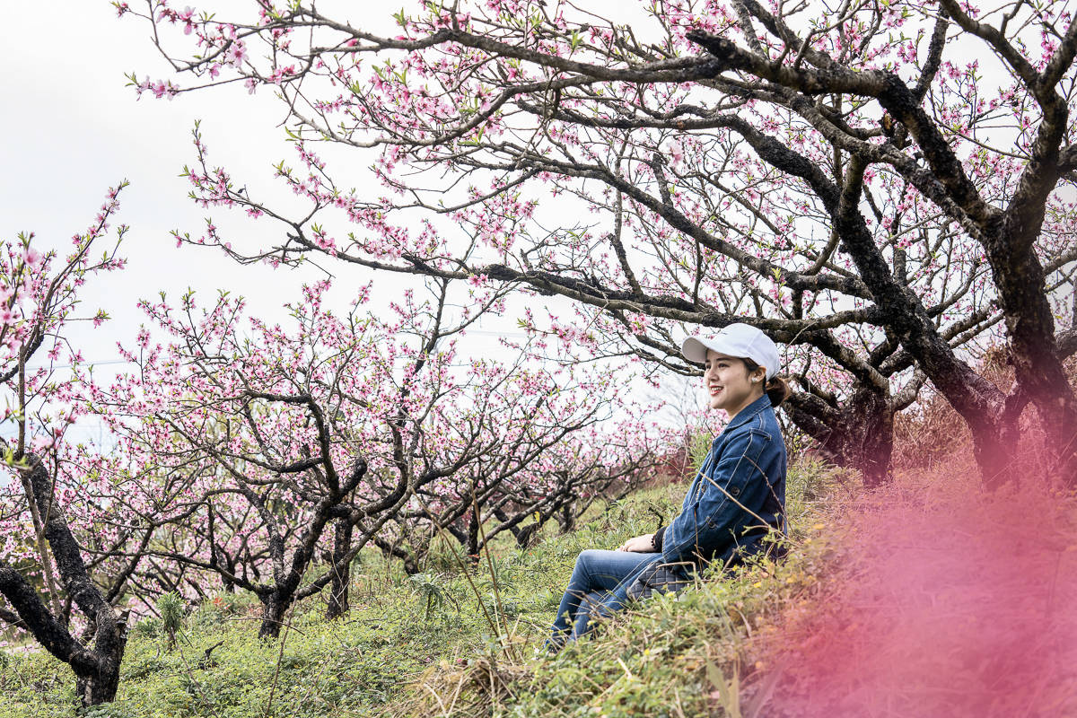 重庆最美的桃花观赏地，潼南半坡山桃树已花开成海，真的太美啦