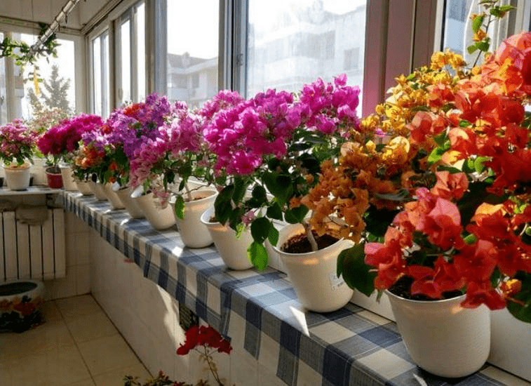 适合家里养的花卉大全大图 a2585ac2412645f991674213431eed41.png