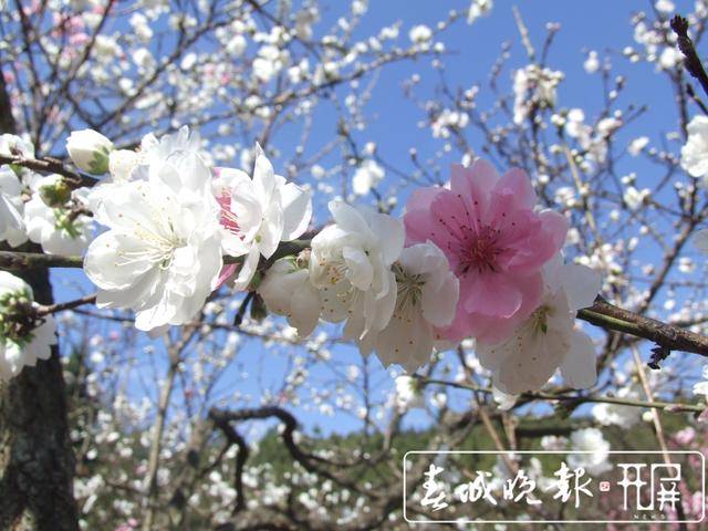 穿上汉服游园！第二十届春城桃花文化节开幕
