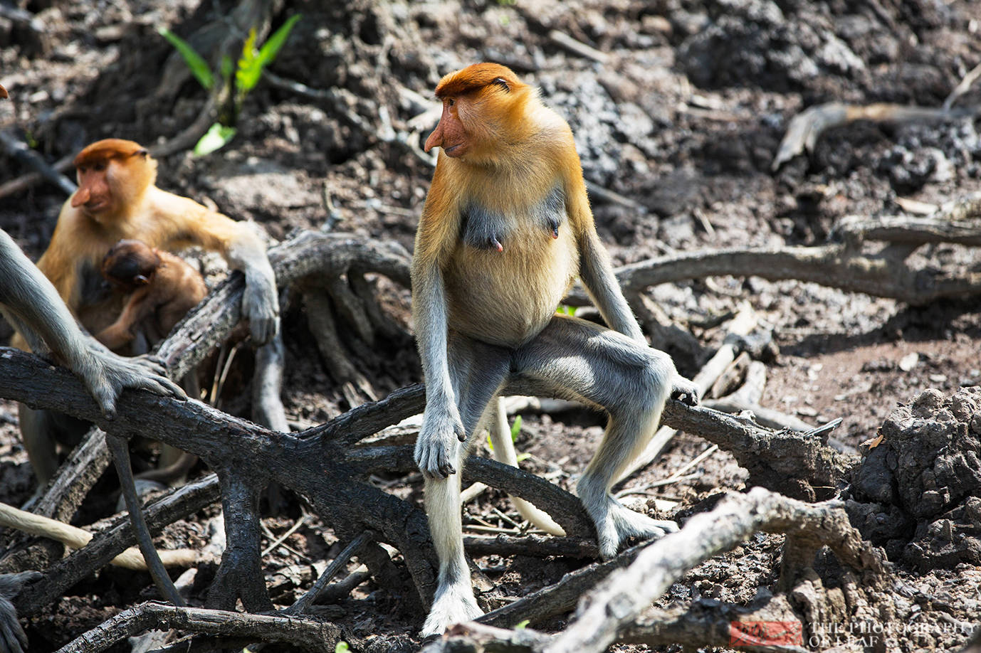 马来西亚国宝长鼻猴被称为最帅的猴女游客看了却很害羞