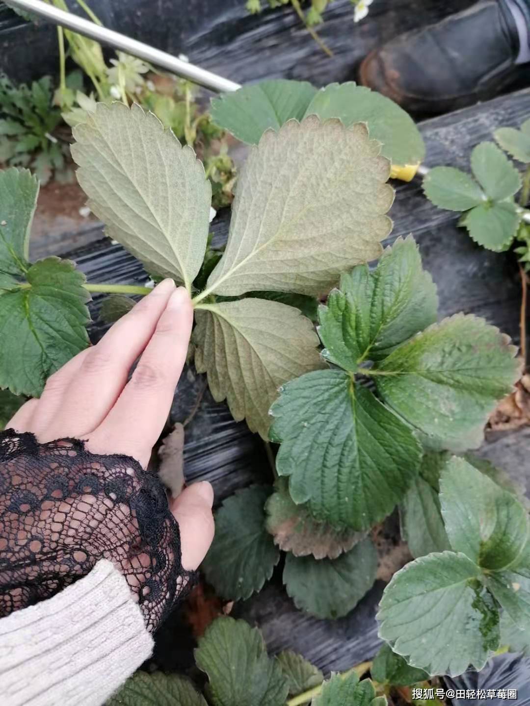 草莓上的红蜘蛛怎么打才能彻底田轻松草莓圈打螨虫的三条建议