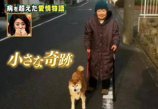 81岁奶奶与柴犬同患痴呆 分别住进养老院 重逢后还记得彼此 狗狗 81岁奶奶与柴犬同患痴呆 分别住进养老院 重逢后还记得彼此 狗狗