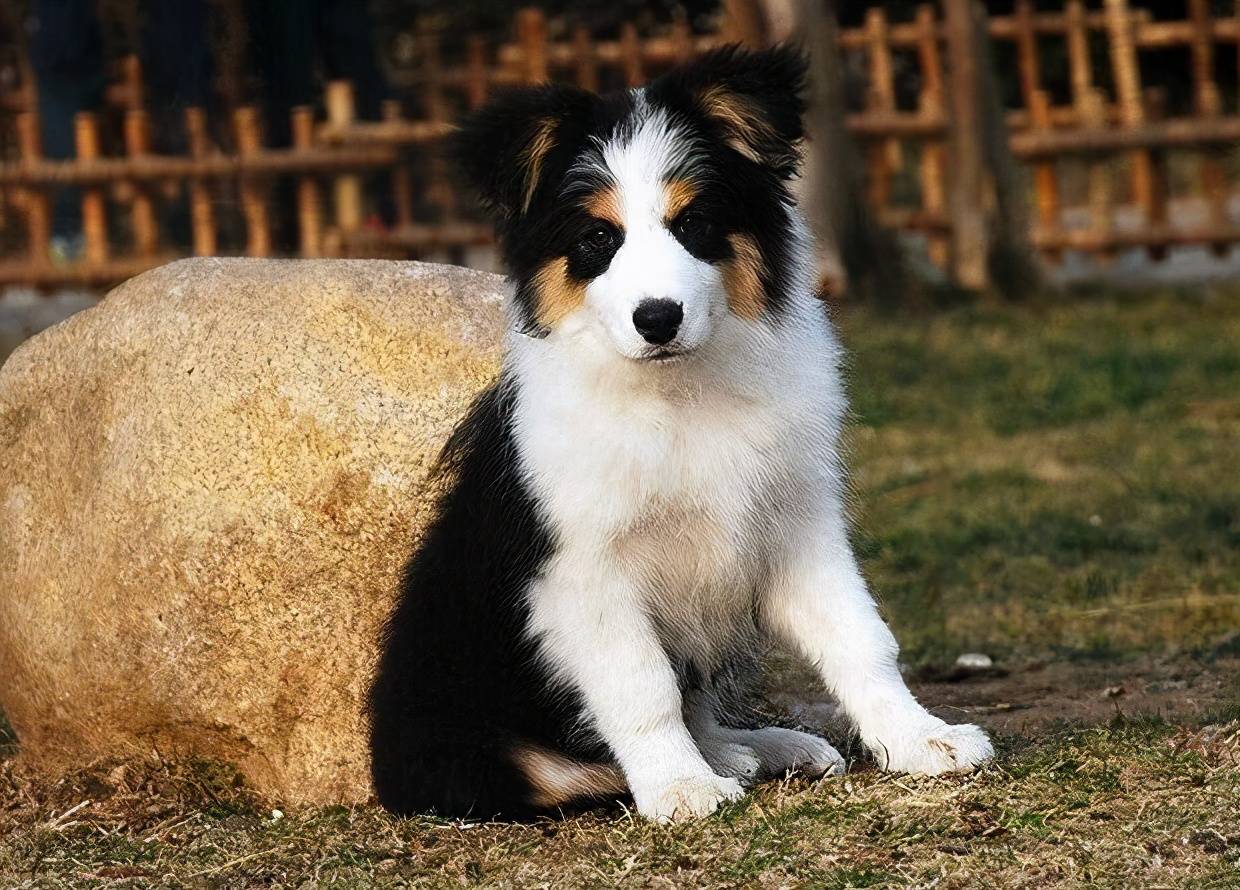养边境牧羊犬牢记这7不要一生受益