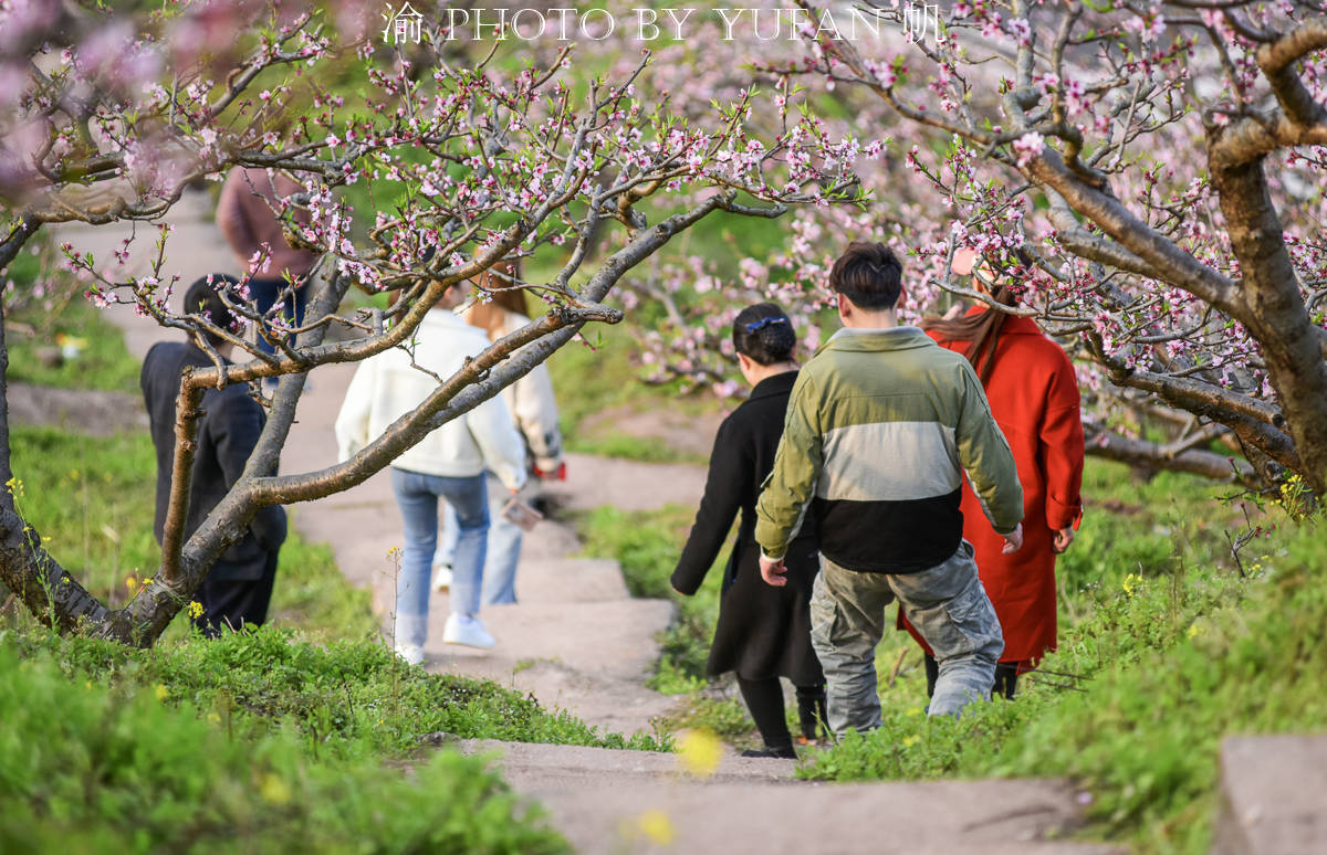 重庆潼南赏花地图：天台山不仅有清代古寨，还有片美丽而免费的桃花山