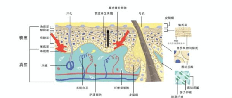 那种人口_人口普查(3)