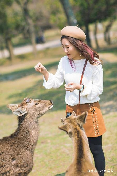 150日元收买小鹿，最繁华的奈良公园，遇见鞠躬的奈良小鹿