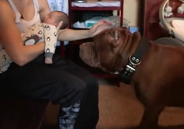 全球最大、最兇猛的比特犬，偷偷靠近小寶寶，接下一幕讓寶媽驚呆！ 萌趣萌寵 第2张