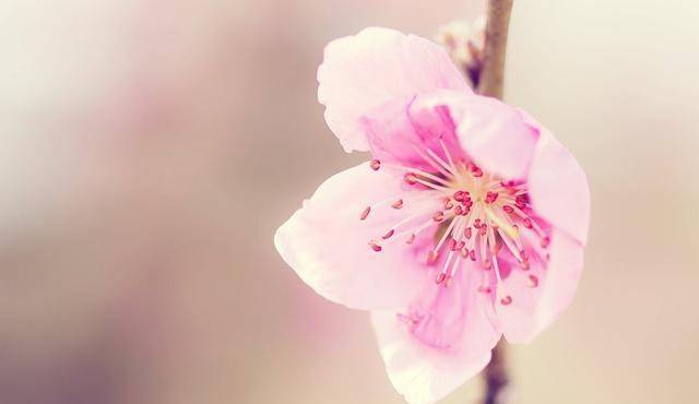 21年 3月7日 横财加身 运势会一鸣惊人 生活幸福快乐十二生肖排行榜 属鸡