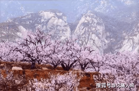 这个距离北京市区最近的古村落，漫山遍野的杏花让您如临仙境