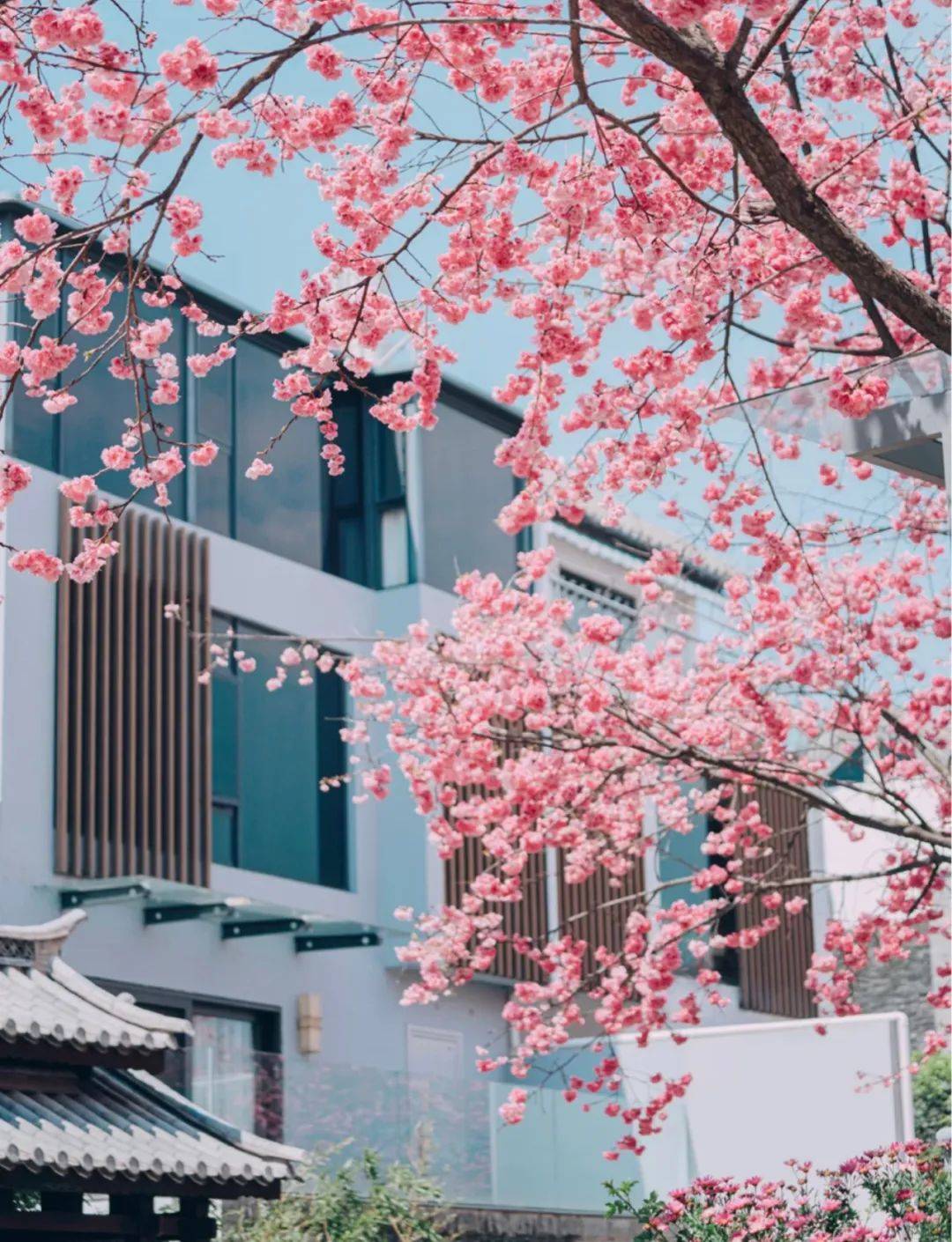 媲美日本，国内唯一可以赏樱花看海的小城被挖出来了！