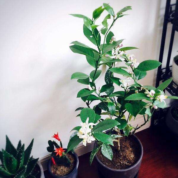 原创室内有异味空气差就养5种植物除臭效果好净化能力强