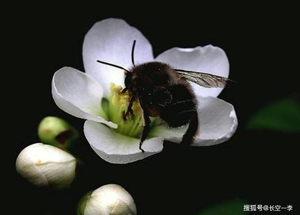 蜜蜂和花的故事 百合花 蜜蜂和花的故事 百合花