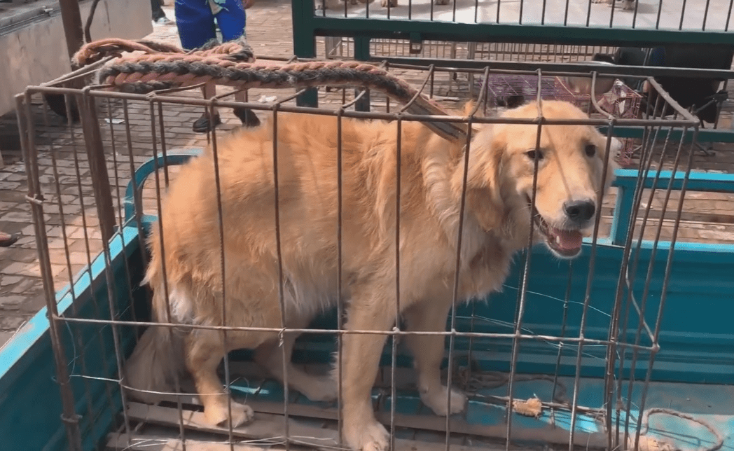 山东狗市中金毛犬直打哆嗦270被送上狗肉车狗狗全程夹着尾巴