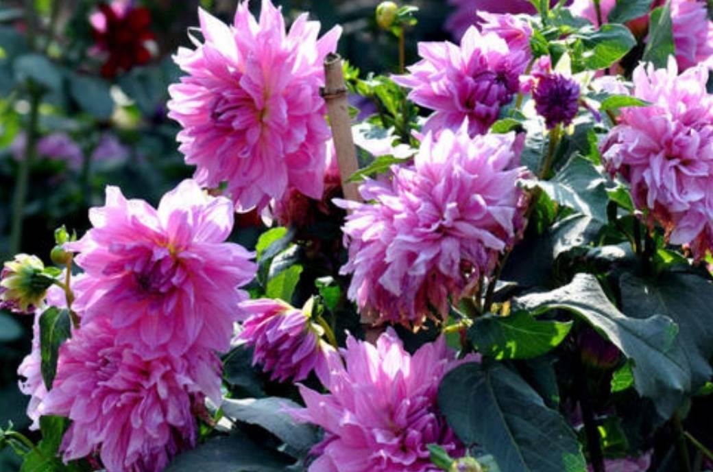 原创3月栽种大丽花植株长得旺盛夏天开满大花团