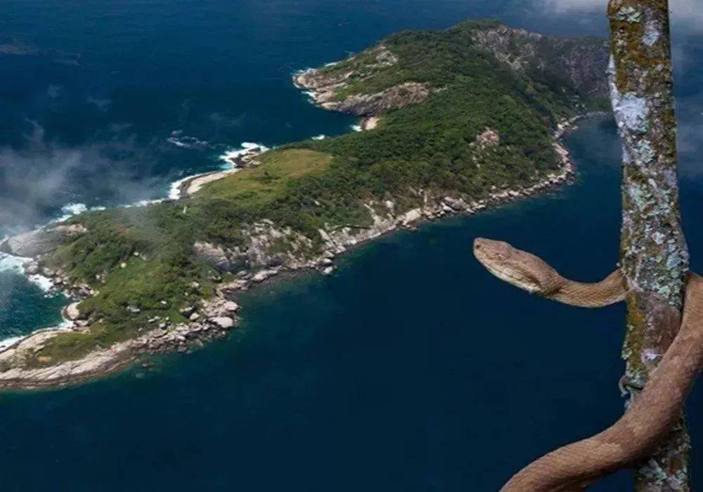渤海有一座蛇岛，2万多条毒蛇盘踞，它们都是从哪儿来的？