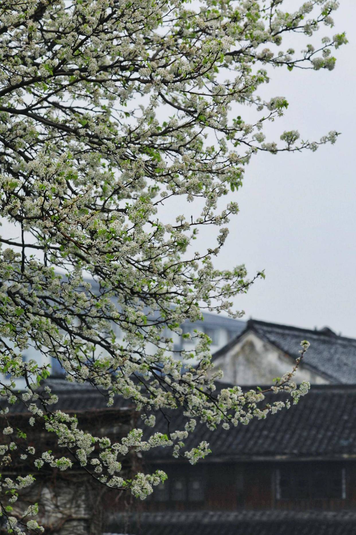 一树梨花,惊艳了一座千年古镇