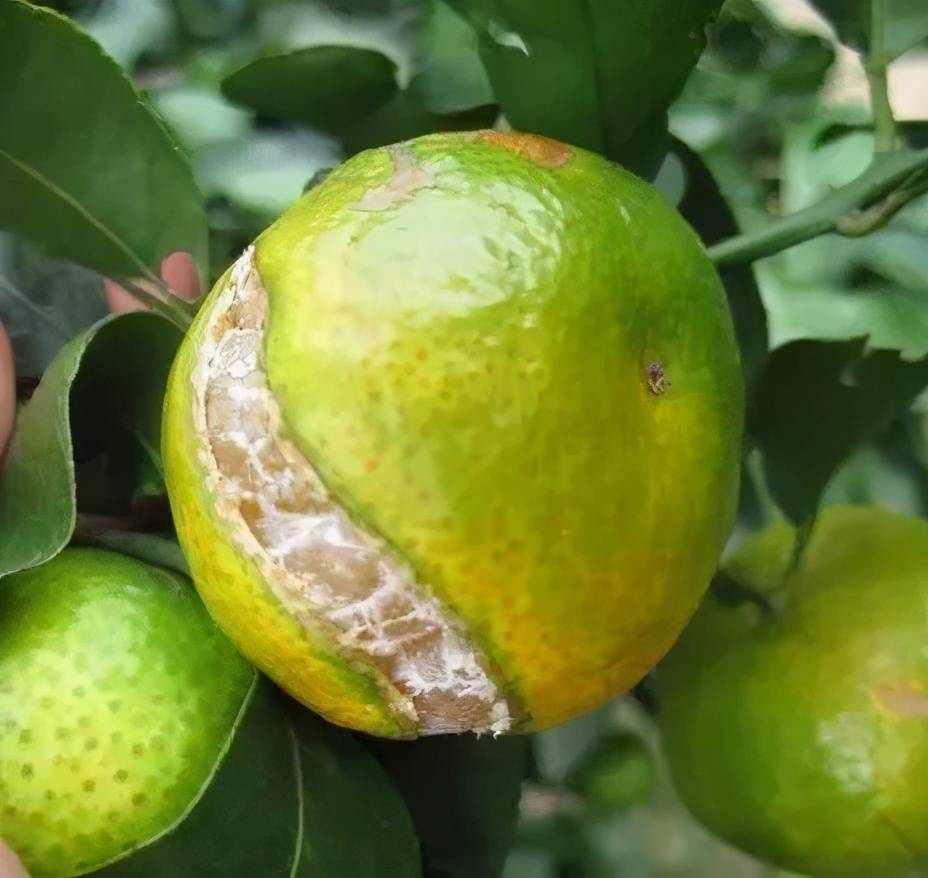 不吓唬你,果树缺硼补硼太重要了