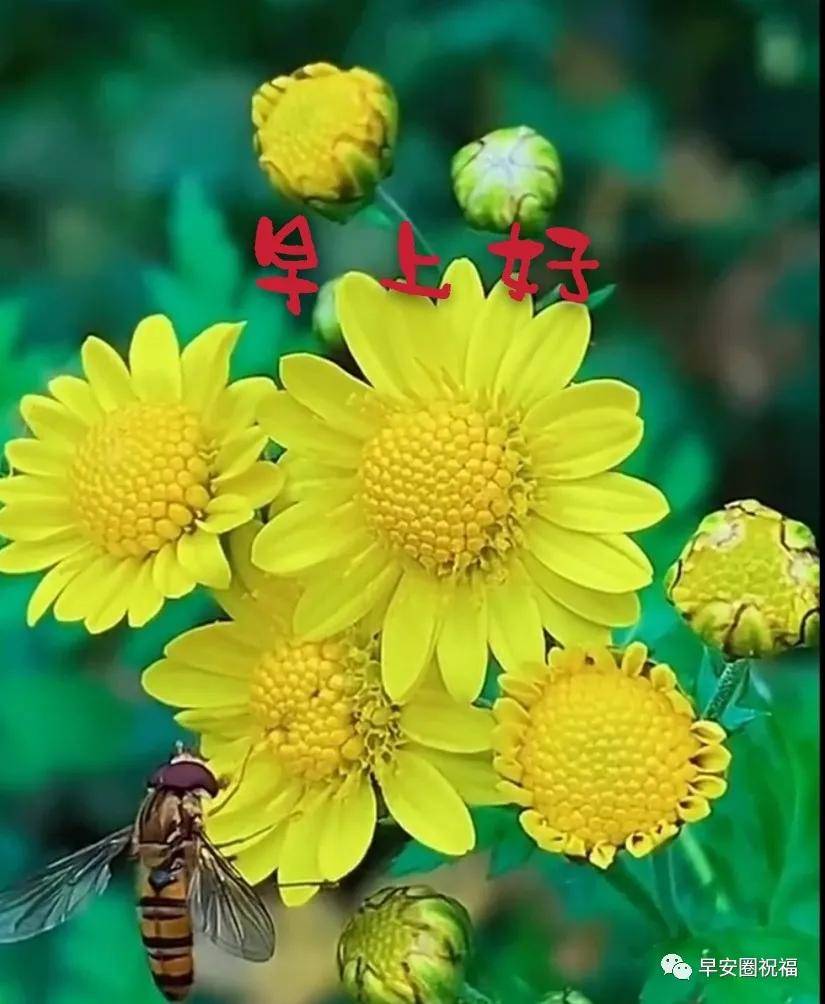 原创最新最美清晨问候动态表情图片 最新早上好表情图片带字