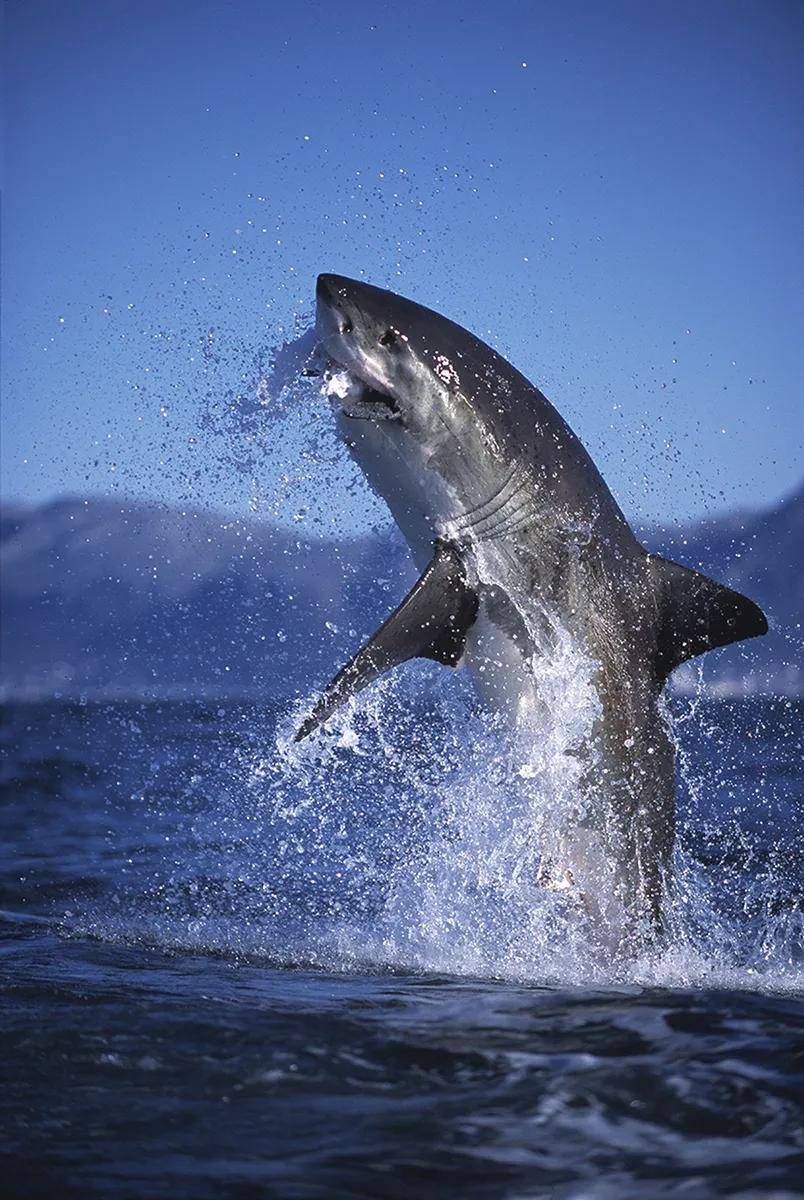 摸摸大白鲨,别害怕_摄影