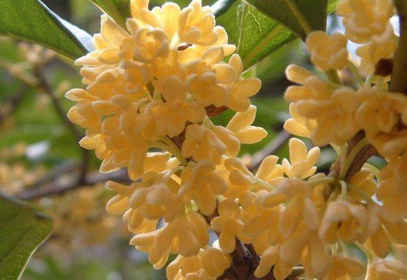 一进门放什么花 0e2ae4c9081d4f36a52829fc64e14ab6.jpeg